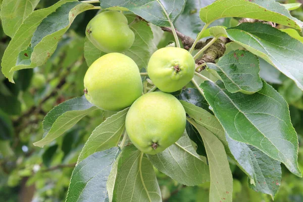 Vista Cercana Ramo Pequeñas Manzanas Verdes Colgando Extremidad Árbol — Foto de Stock