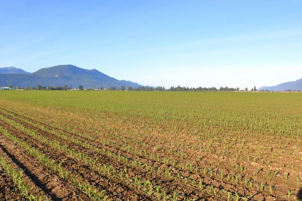 Ampla Vista Ângulo Acres Milho Chilliwack Crescendo Durante Primeiros Meses — Fotografia de Stock