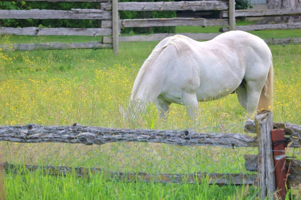 Una Yegua Adulta Con Abrigo Blanco Melena Tiene Cabeza Enterrada — Foto de Stock