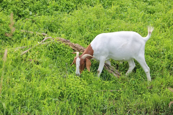 Una Cabra Jabalí Adulta Pasta Una Ladera Cubierta Hierba Durante — Foto de Stock