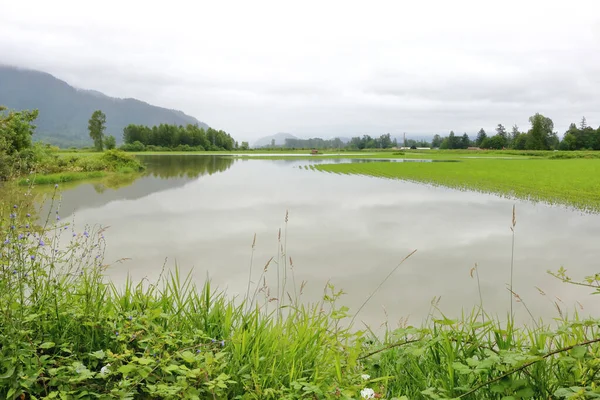 Wide View Flooded Agricultural Land Heavy Rains Region — Stock Photo, Image
