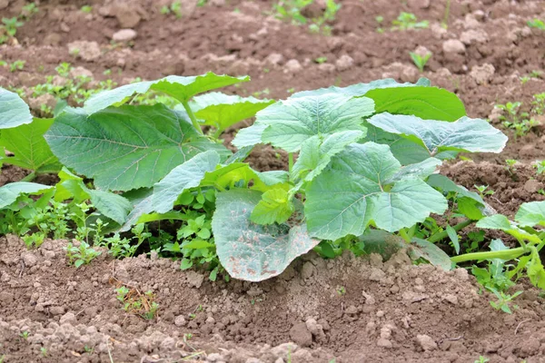 Vista Cercana Detallada Las Hojas Grandes Verdes Inicio Cultivo Girasol — Foto de Stock