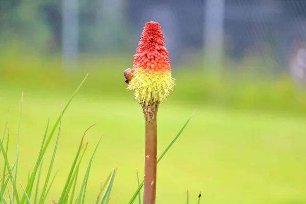 Snail Has Crawled Stem Red Hot Poker Flower Sits Side — Stock Photo, Image