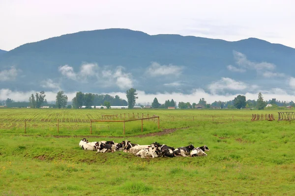 Uma Manada Vacas Leiteiras Encontrou Lugar Seguro Pasto Para Desfrutar — Fotografia de Stock