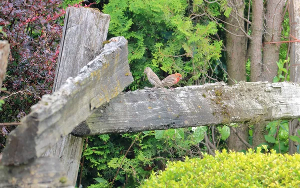 Une Femelle Mâle House Finch Distingué Par Coloration Vive Tiennent — Photo