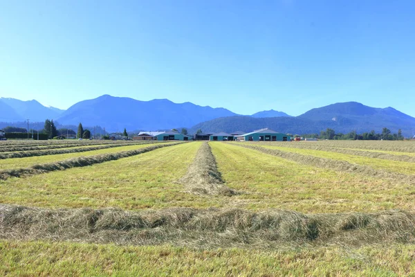 Horizontal View Rural Field Long Straight Rows Cut Grass Farmer — Stock Photo, Image