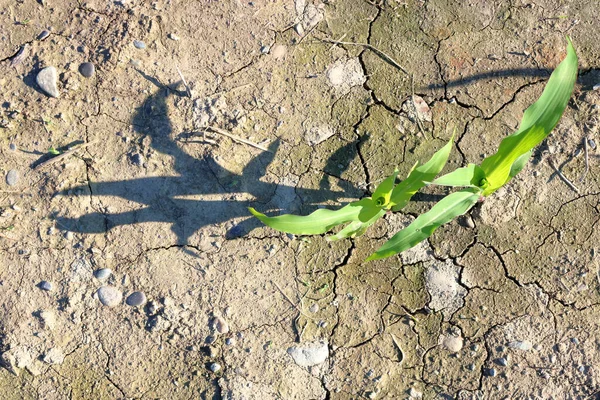 Vista Alto Ángulo Del Maíz Después Haber Roto Suelo Arroja — Foto de Stock