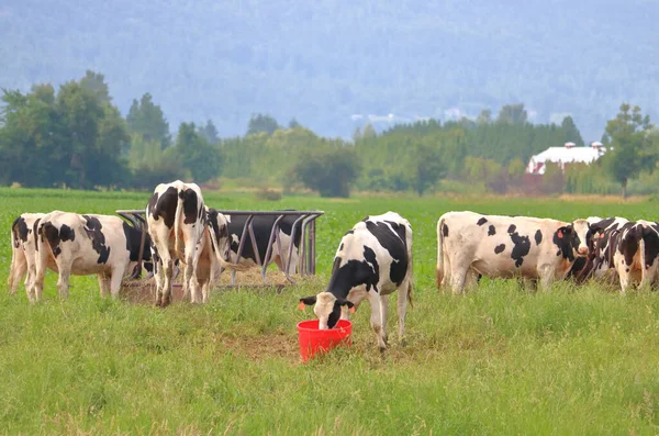 Uma Manada Vacas Leiteiras Oferecida Uma Variedade Escolhas Alimentares Incluindo — Fotografia de Stock