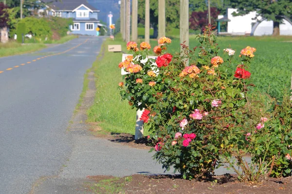 夏の間 住宅の車道の終わりに訪問者を迎える明るくカラフルなバラとゼラニウムの花束 — ストック写真