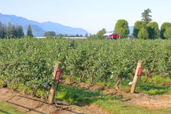 Red Blueberry Picking Vehicle Can Seen Far Distance Combs Bushes — Stock Photo, Image