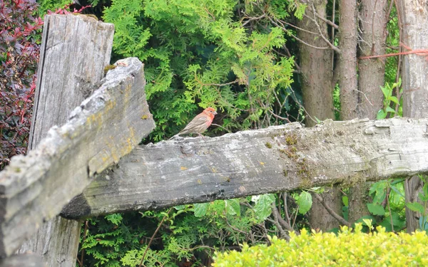 Ein Kleiner Bunter Finkenmännchen Steht Auf Einem Holzzaun Umgeben Von — Stockfoto