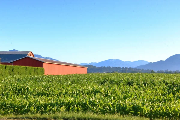 Maisfeld Einem Sommertal Und Ein Rotes Wirtschaftsgebäude Das Für Die — Stockfoto