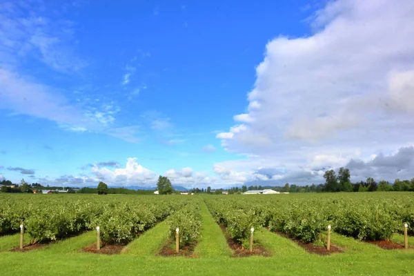 夏の間に実を結ぶ茂みの列を持つ新しく設立されたブルーベリー農場の広い眺め — ストック写真