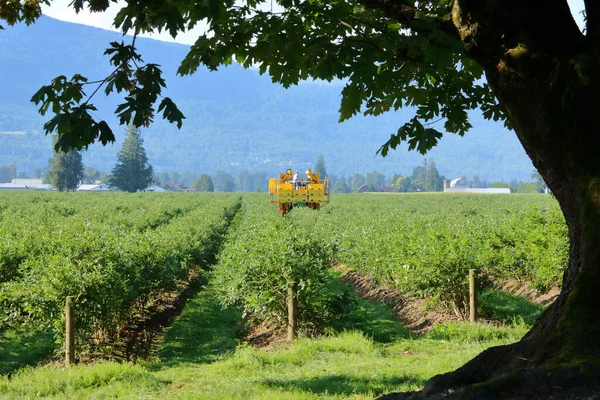 古代エルムの木の枝から見えるブルーベリーを収穫するために使用される機械の眺め — ストック写真