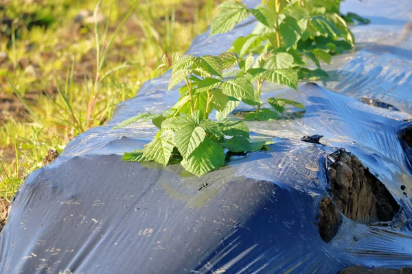 Taze Ekilmiş Çilek Bitkilerinin Nemi Muhafaza Etmek Için Kullanılan Plastik — Stok fotoğraf