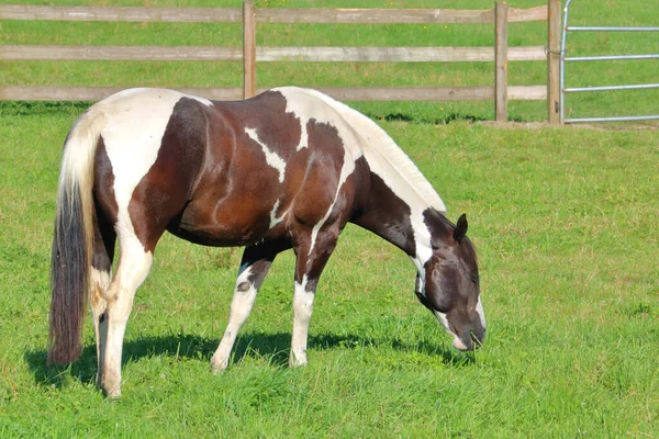 Profilansicht Eines Auf Der Weide Grasenden Pferdes Mit Perfekt Gestutzter — Stockfoto