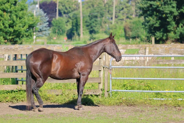 Celkový Pohled Dospělého Koně Šedým Zákalem Trvalými Jizvami Kůži — Stock fotografie