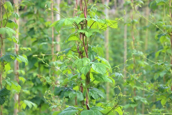 Nahaufnahme Einer Dicken Grünen Hopfenpflanze Die Während Der Sommermonate Einem — Stockfoto