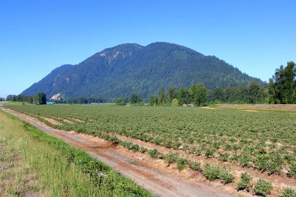 Ampia Veduta Giovani Arbusti Mirtilli Piantati Ettari Terreno Valle Durante — Foto Stock