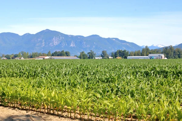 Full Landscape View Mountain Valley Sweet Corn Its Early Stages — Stock Photo, Image