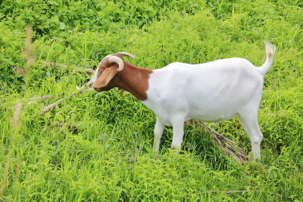 Vista Perfil Completo Una Cabra Jabalí Pastando Una Ladera Cubierta — Foto de Stock