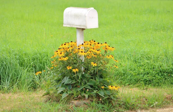 Full view of a white mailbox with tall yellow summer daisies surrounding the base.