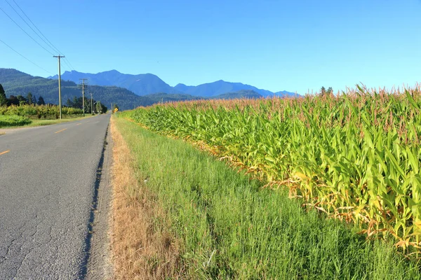 Szeroki Widok Wiejską Drogę Obok Gęstej Uprawy Kukurydzy Miesiącach Letnich — Zdjęcie stockowe