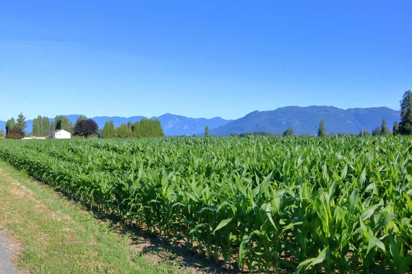 Широкий Сельский Пейзаж Летней Кукурузы Растущей Пышной Долине — стоковое фото