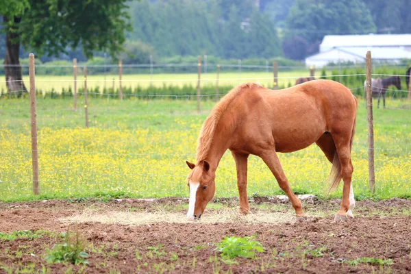 Ein Gut Gepflegtes Braunes Erwachsenes Pferd Mit Einem Festen Weißen — Stockfoto