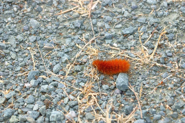 Blisko Szczegółowy Widok Małej Czerwonej Gąsienicy Czołgającej Się Prawej Lewej — Zdjęcie stockowe