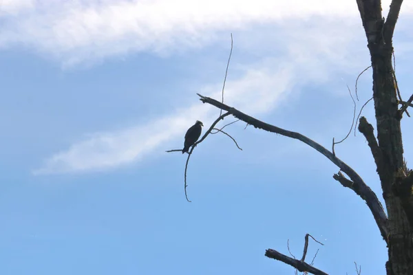 Long Silhouetted View Eagle Perched Single Bare Branch — Stock Photo, Image