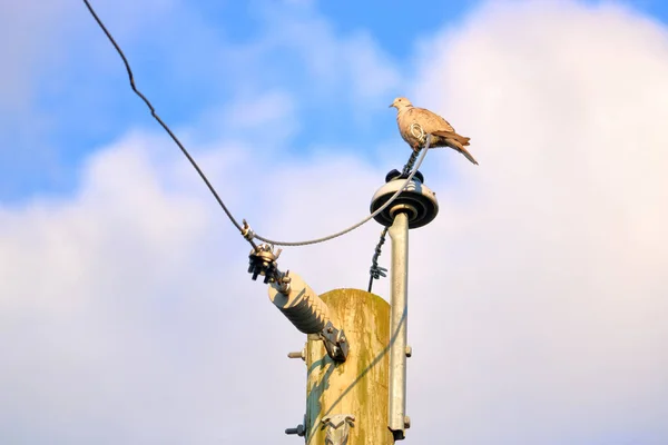 Vista Cercana Una Paloma Posada Poste Eléctrico Con Nubes Cúmulos —  Fotos de Stock