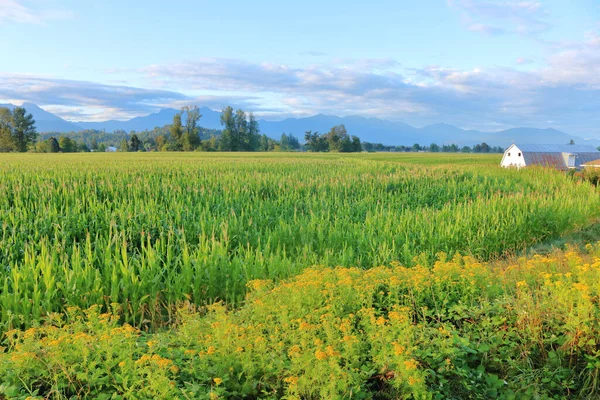 Bred Utsikt Över Tunnland Sockermajs Sommarmånaderna Tidig Morgon — Stockfoto