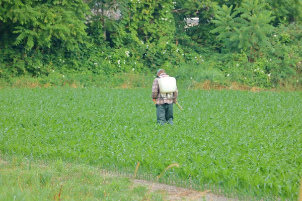 Zemědělský Dělník Nosí Plastový Batoh Obsahující Pesticidové Chemikálie Které Aplikuje — Stock fotografie