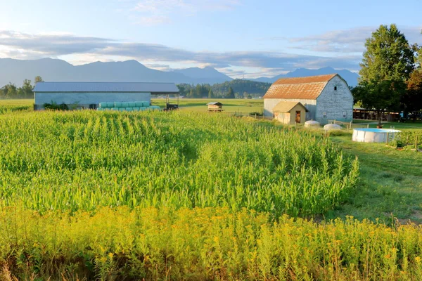 Fort Lumière Soleil Tôt Matin Illumine Une Grange Surplombant Cadre — Photo