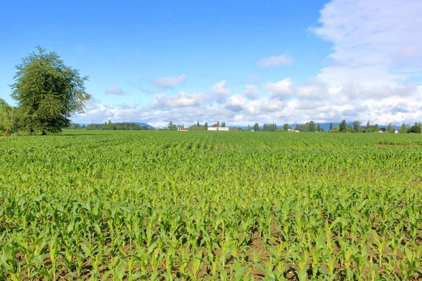 Cumulus Clouds Begin Drift Rural Landscape Covered Maturing Corn — Stock Photo, Image