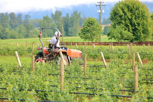 Ouvrier Agricole Conduit Son Tracteur Dans Champ Bleuets Gauche Droite — Photo