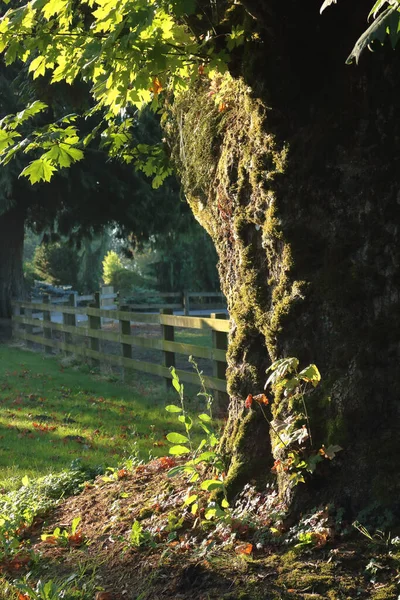 Close Detailed View Thick Gnarled Trunk 100 Year Old Elm — Stock Photo, Image