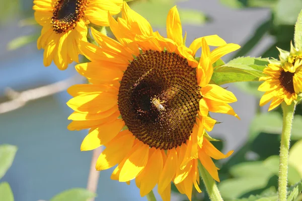 Úplný Detailní Pohled Vosu Opylující Trpasličí Slunečnici Často Pěstovanou Pro — Stock fotografie