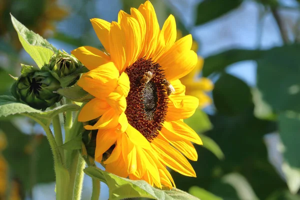 Zavřít Profil Pohled Včelu Opylující Trpasličí Slunečnici Během Letních Měsíců — Stock fotografie