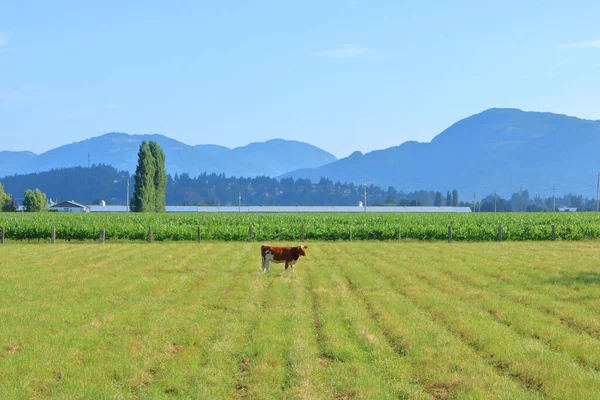 Wide Landscape View Rural Mountain Valley Comprised Single Dairy Cow — Stock Photo, Image