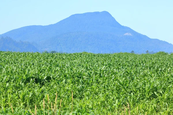 Простой Пейзаж Ступенчатой Горы Видом Акры Сладкой Кукурузы — стоковое фото