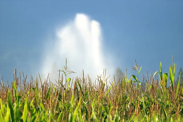 正在成熟的夏季玉米地上的水雨 浇灌庄稼 — 图库照片