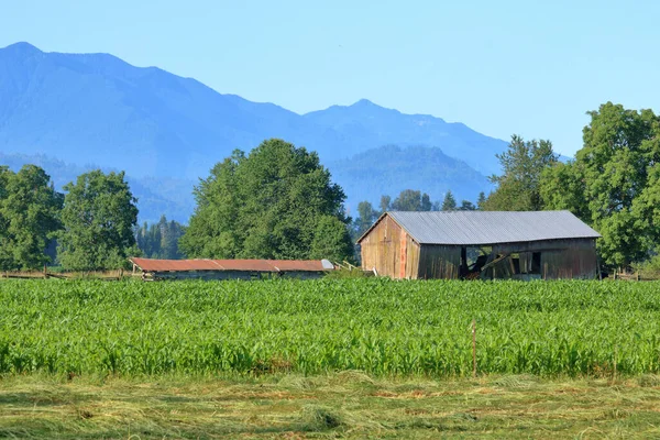 Široký Pohled Starou Farmu Obklopenou Horami Letními Kukuřičnými Poli — Stock fotografie
