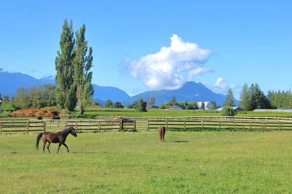 Weite Landschaftliche Aussicht Auf Eine Weitläufige Talweide Für Pferde Einem — Stockfoto