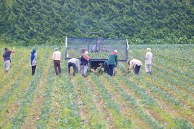 Migrant field workers pick and toss vegetables into a cart during the summer harvest.  clipart