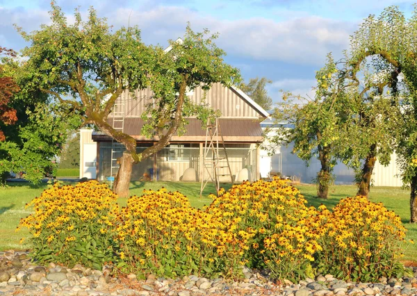 Bir Yerleşim Yerinin Önünde Kalın Bir Sarı Papatya Kümesi Duruyor — Stok fotoğraf