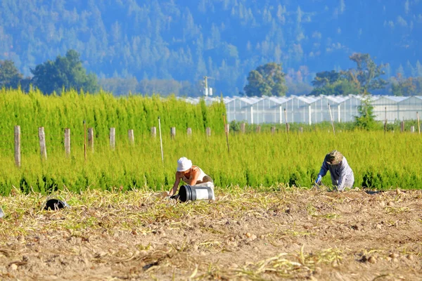 Dos Agricultores Recogen Sus Cultivos Mano Durante Temporada Cosecha Verano —  Fotos de Stock