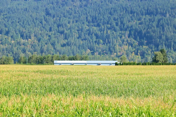 Breed Uitzicht Een Koeienstal Een Bergdal Met Hectaren Rijpende Maïs — Stockfoto