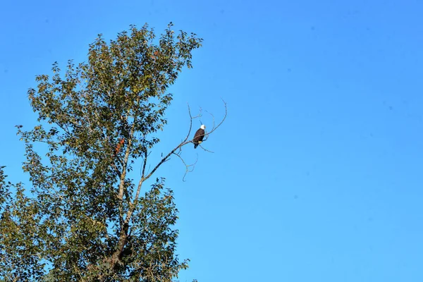 Ampla Vista Macho American Bald Eagle Empoleirado Galho Topo Uma — Fotografia de Stock